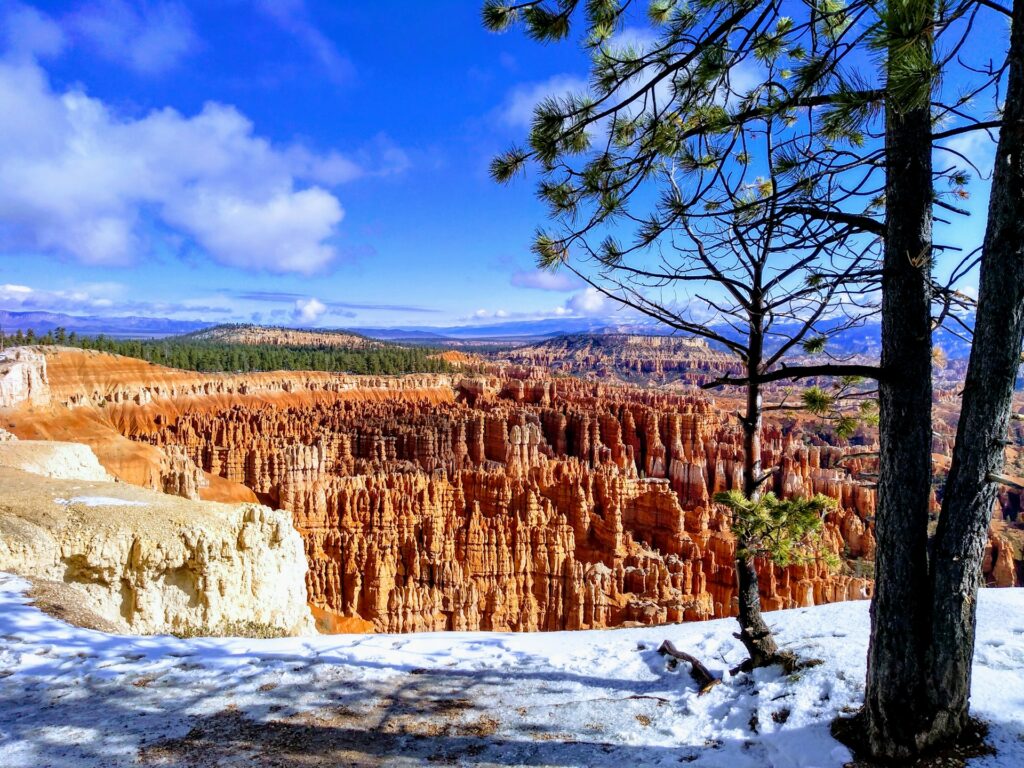 Bryce Canyon Nationalpark mit Blick auf die orangefarbenen Hoodoo-Felstürme und einen Kiefernbaum im Vordergrund